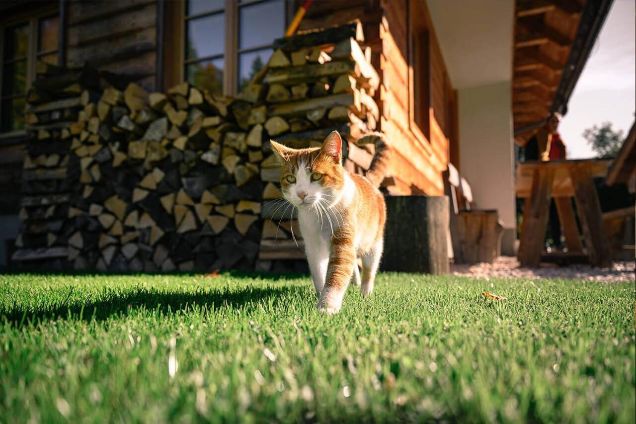 Alpine Homestead Goreljek Екстериор снимка